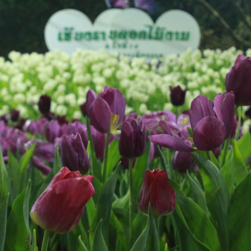 โปรแกรมทัวร์เชียงราย เชียงใหม่ ลำพูน [เทศกาลดอกไม้เมืองหนาว] 5 วัน 3 คืน (Van)