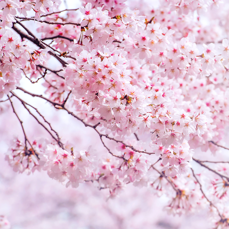 โปรแกรมทัวร์เกาหลี KOREA CHERRY BLOSSOM 5 วัน 3 คืน (XJ)