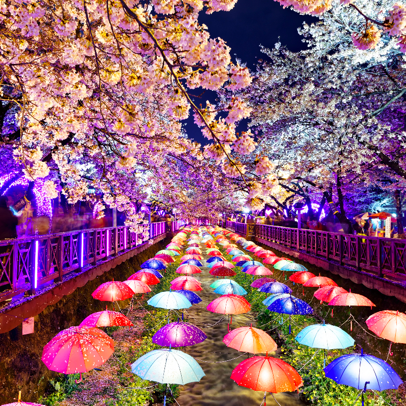 โปรแกรมทัวร์เกาหลี ปูซาน เทศกาลดอกซากุระ สวนสนุก E-WORLD 5 วัน 3 คืน (TW)