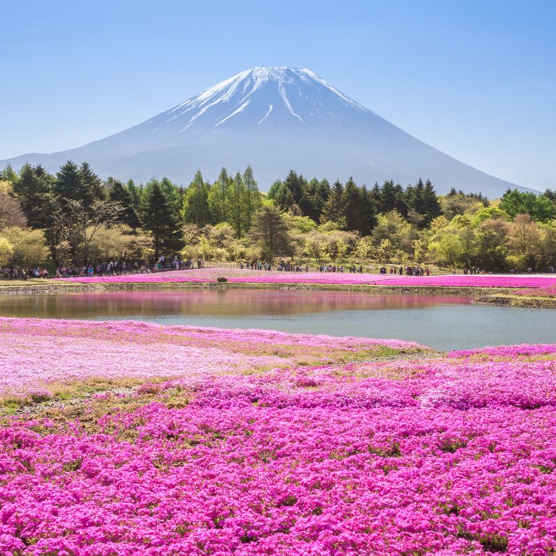 โปรแกรมทัวร์ญี่ปุ่น HAKUBA KAMIKOCHI SHIBAZAKURA MACAU 7 วัน 5 คืน (NX)