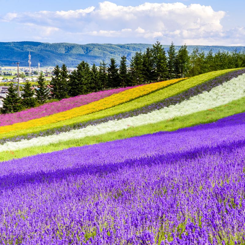 โปรแกรมทัวร์ญี่ปุ่น HOKKAIDO อาซาฮิกาว่า ชิกิไซโนะ โอกะ ซัปโปโร 5 วัน 3 คืน (XJ)