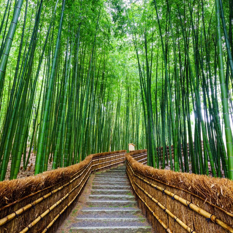 ทัวร์ญี่ปุ่น TOKYO TOHOKU AUTUMN 6 วัน 4 คืน (CX)