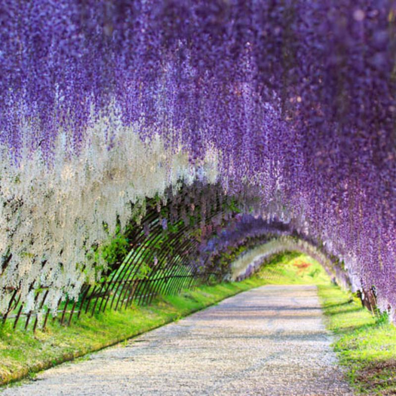 โปรแกรมทัวร์ญี่ปุ่น FUKUOKA อลังการดอก Wisteria อะโส คุมาโมโต้ เบปปุ ยูฟุอิน 5 วัน 3 คืน ( VZ)