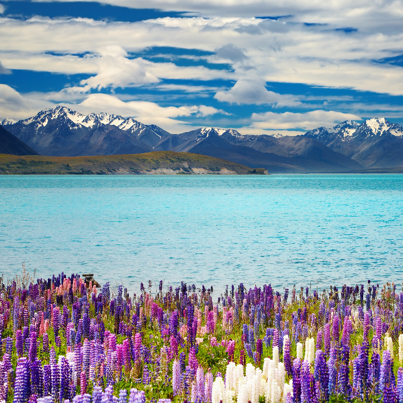โปรแกรมทัวร์นิวซีแลนด์ เกาะเหนือ + เกาะใต้ 9 วัน 7 คืน (TG + บินภายใน)