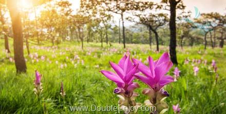 ชัยภูมิ